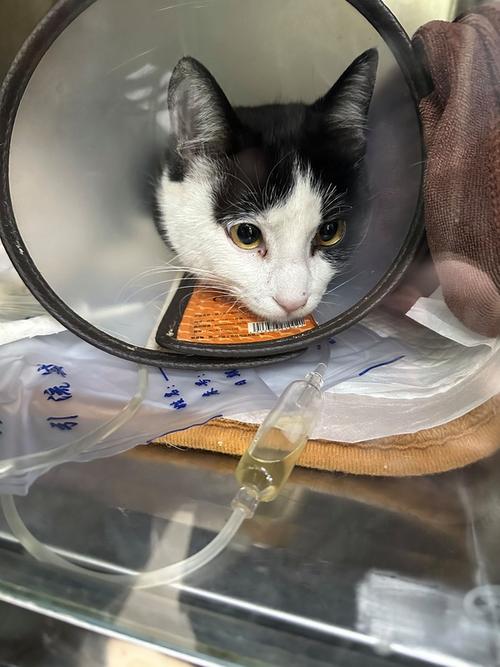 猫肺出血怎么办