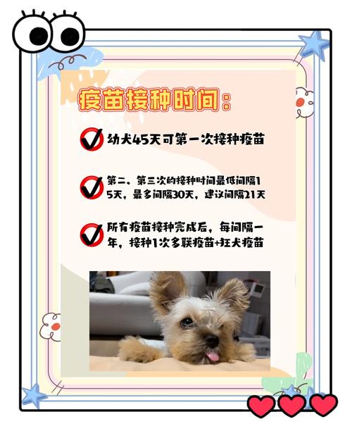 狗狗有必要打八联吗,狗狗打疫苗的一些注意事项