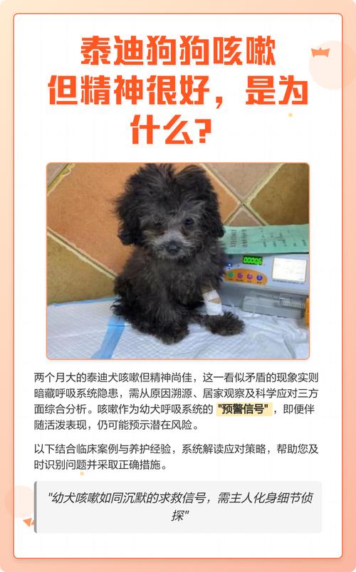 泰迪狗狗又咳嗽又卡的是怎么回事?