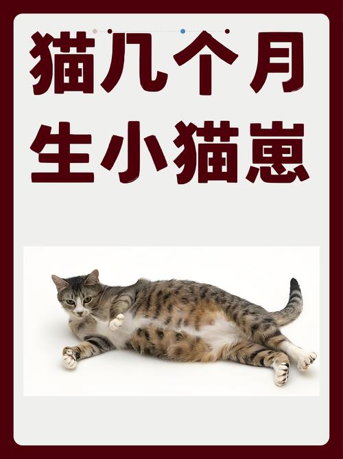 七个月母猫能生小猫