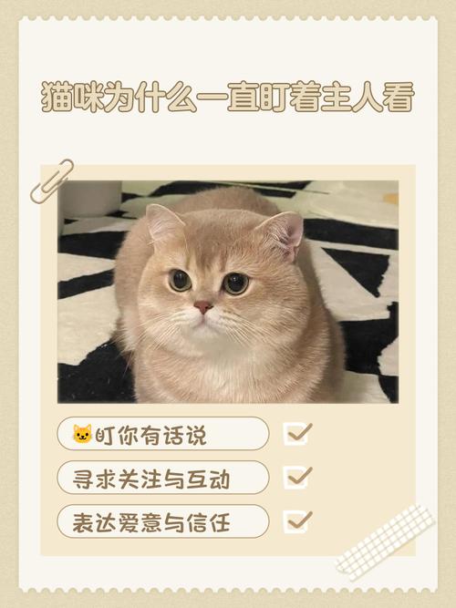 猫咪突然直立身体,盯着人看是什么意思?