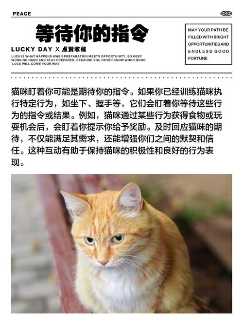 猫围着老人有什么征兆