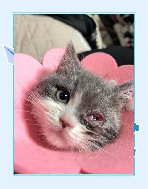 猫咪结膜炎和角膜炎的区别