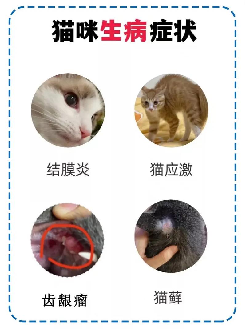 猫咪结膜炎症状与治疗方法