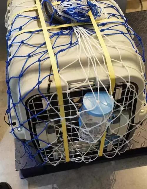 怎么带狗狗去外地