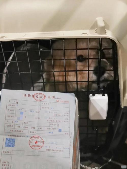 火车托运狗狗安全吗