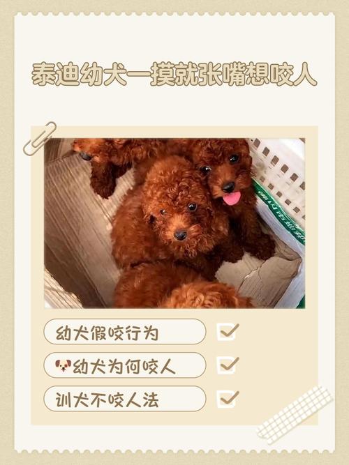 泰迪狗狗老是乱咬东西怎么办