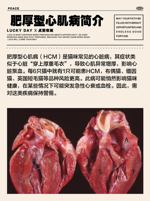 猫咪肥厚性心肌病有哪些表现?