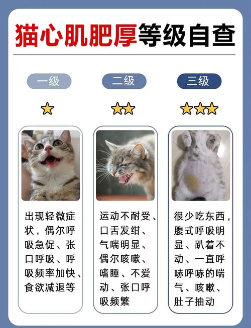 猫咪怎么确定是心肌肥厚是暂时的还是天生的