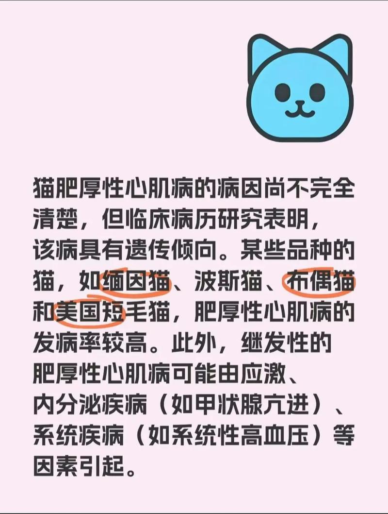 什么是猫咪肥厚性心肌病?