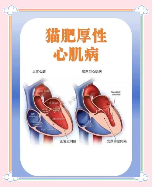 猫咪患上肥厚性心肌病,应该怎么治疗?