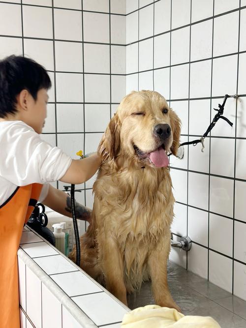 给金毛狗狗洗澡多少钱?