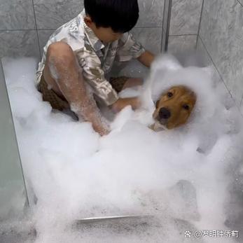 狗狗洗澡多少钱