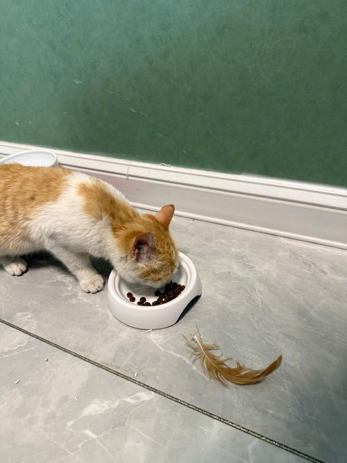 猫吃完东西打嗝