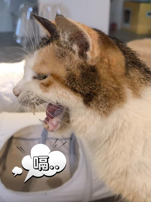 猫吃完饭打嗝怎么回事