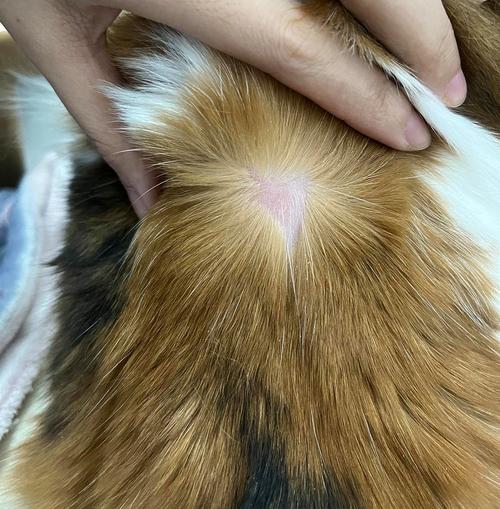 猫咪打完疫苗后的症状