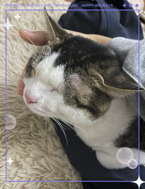 猫打了疫苗有什么反应