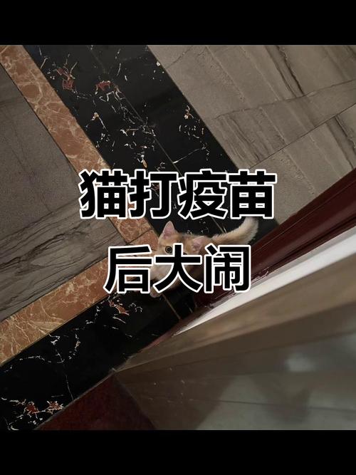 猫咪打完疫苗后的症状有哪些?