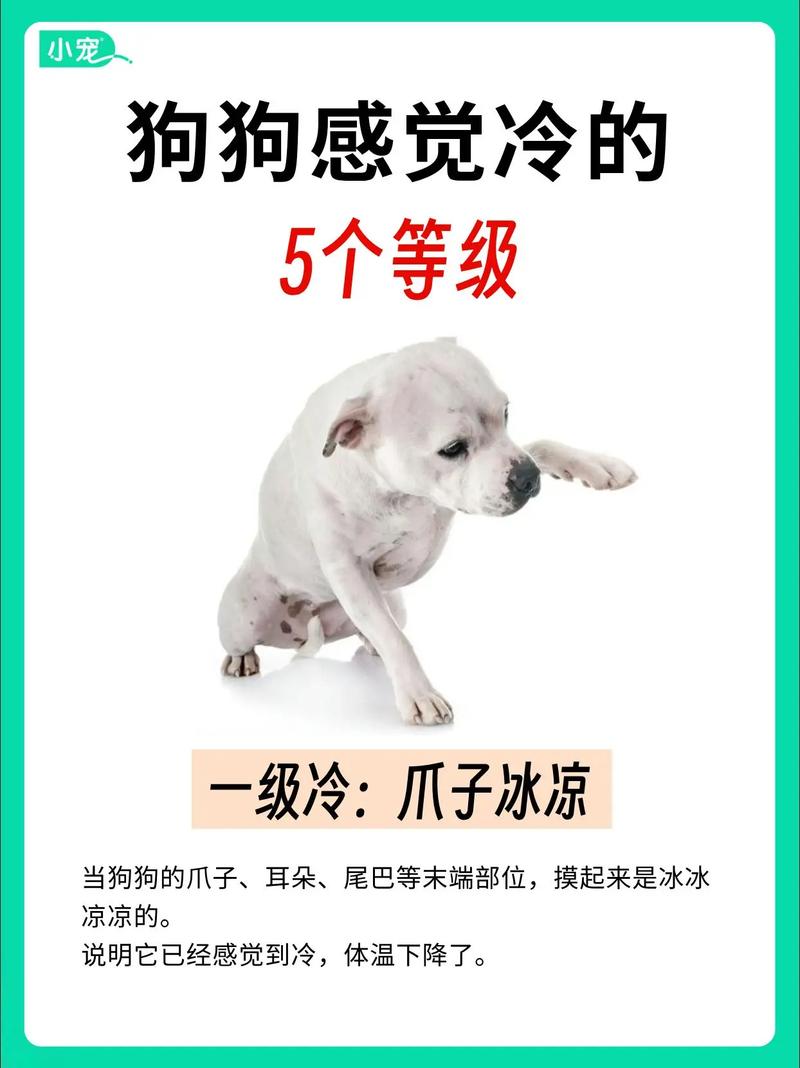 狗狗一般几度会冷