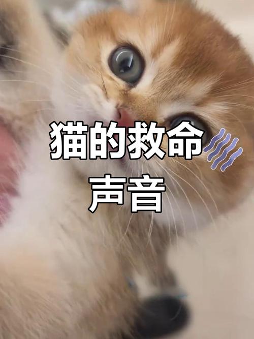 猫咪很怕人还发出呜呜低沉的叫声是怎么回事