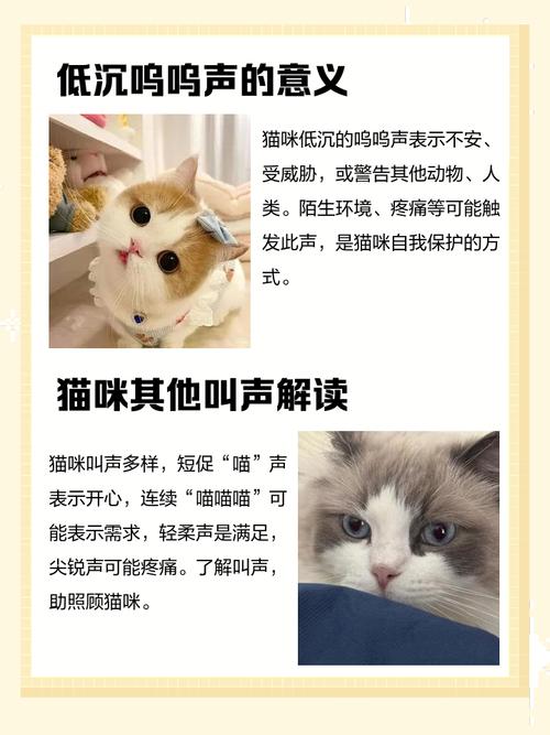 猫为什么会发出像马达的声音?