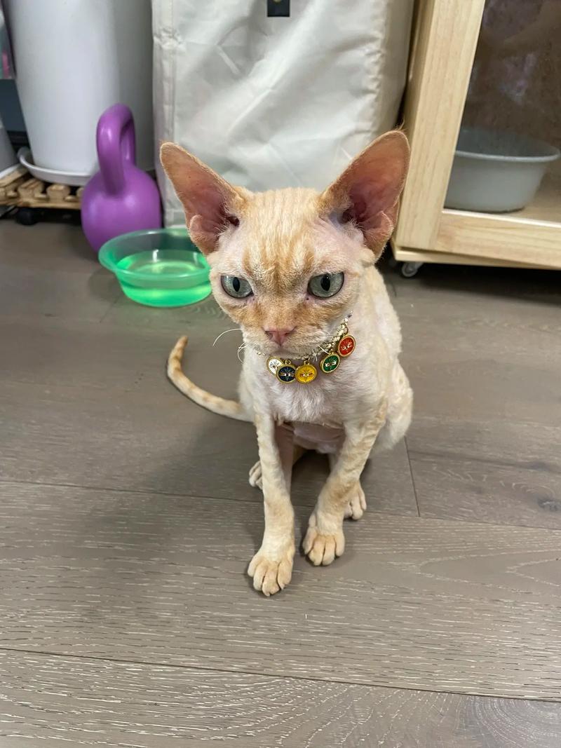 银点的尴尬期是几个月怎么看纯不纯