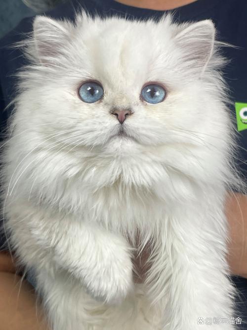 猫的尴尬期是什么意思