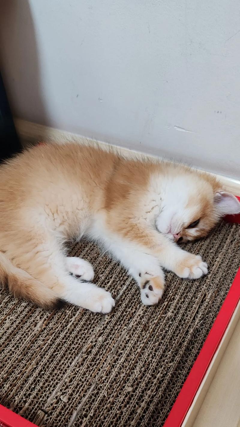 几个月的金渐层最丑