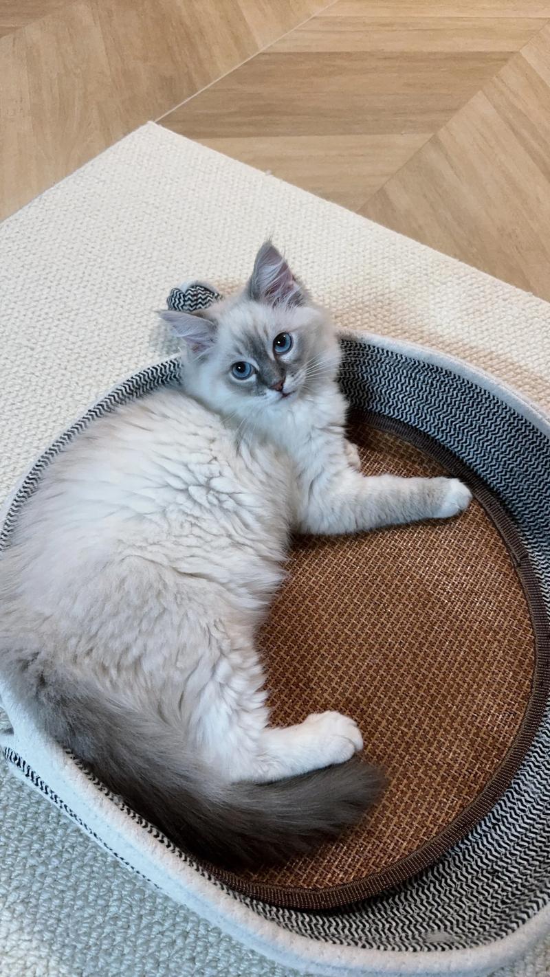 英短蓝白猫是否在尴尬期?