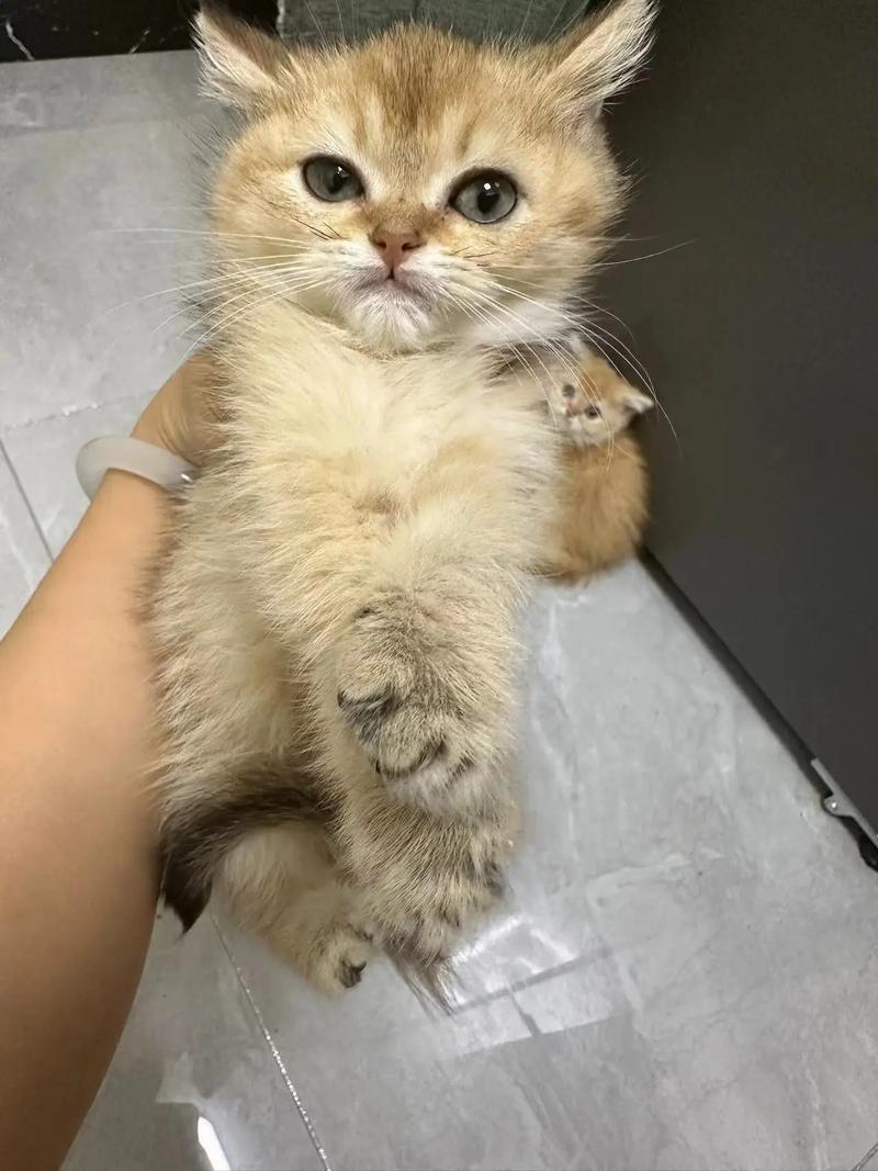 猫尴尬期在几个月