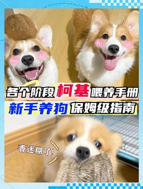 萨摩4个月每天吃多少狗粮