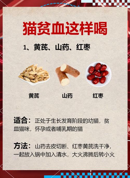 猫咪贫血怎么补最快