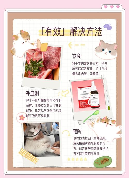 喵咪猫瘟后贫血要怎么办?