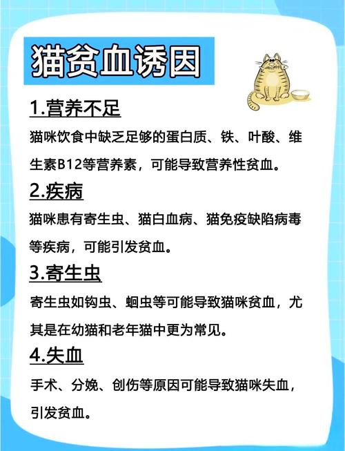 猫咪贫血不吃不喝怎么办?