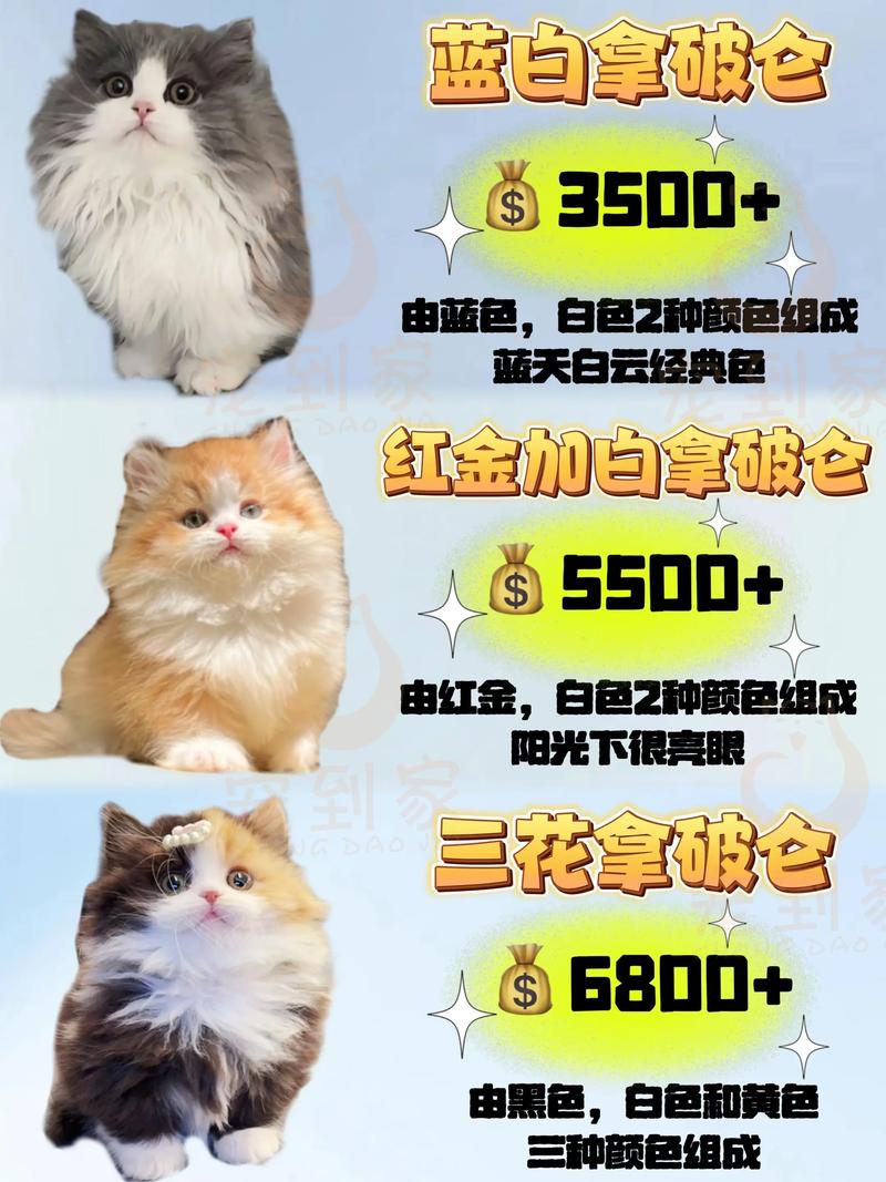 拿破仑猫独一无二的名字大全