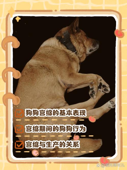 狗狗宫缩多久可以生产