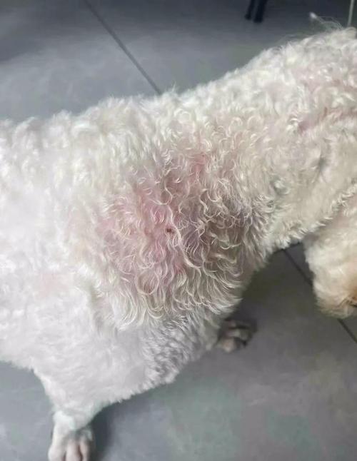 比熊犬难产症状会有哪些表现