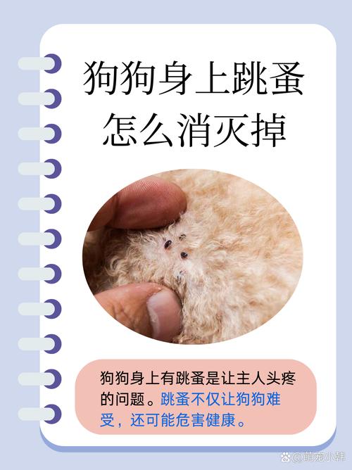 狗虱子怎么去除小偏方