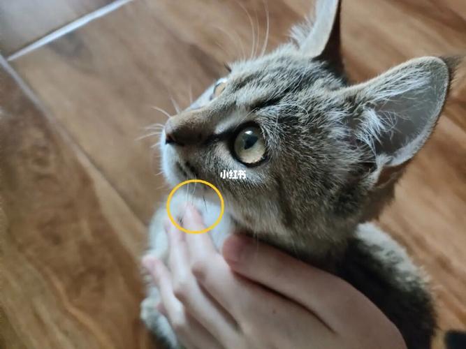 猫胡子断了一根怎么办啊?