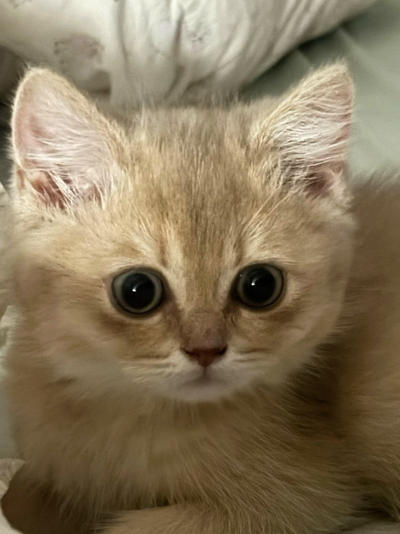 猫胡子都断了什么情况?