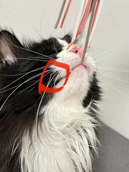 猫的胡子断了是怎么回事