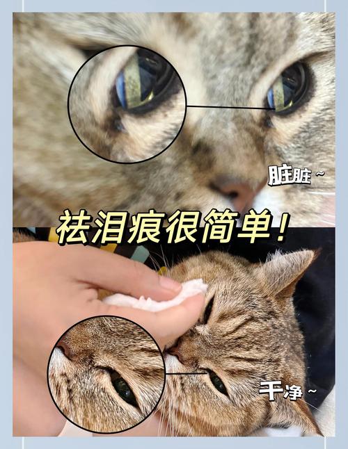 怎样去除猫咪眼角的泪痕