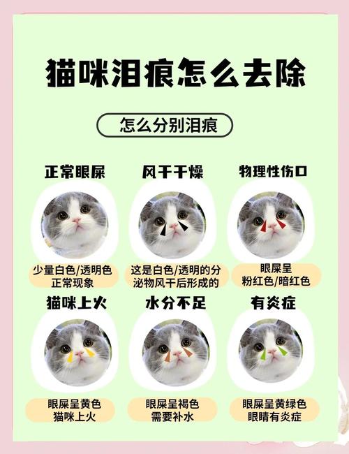 猫有泪痕了怎么去除