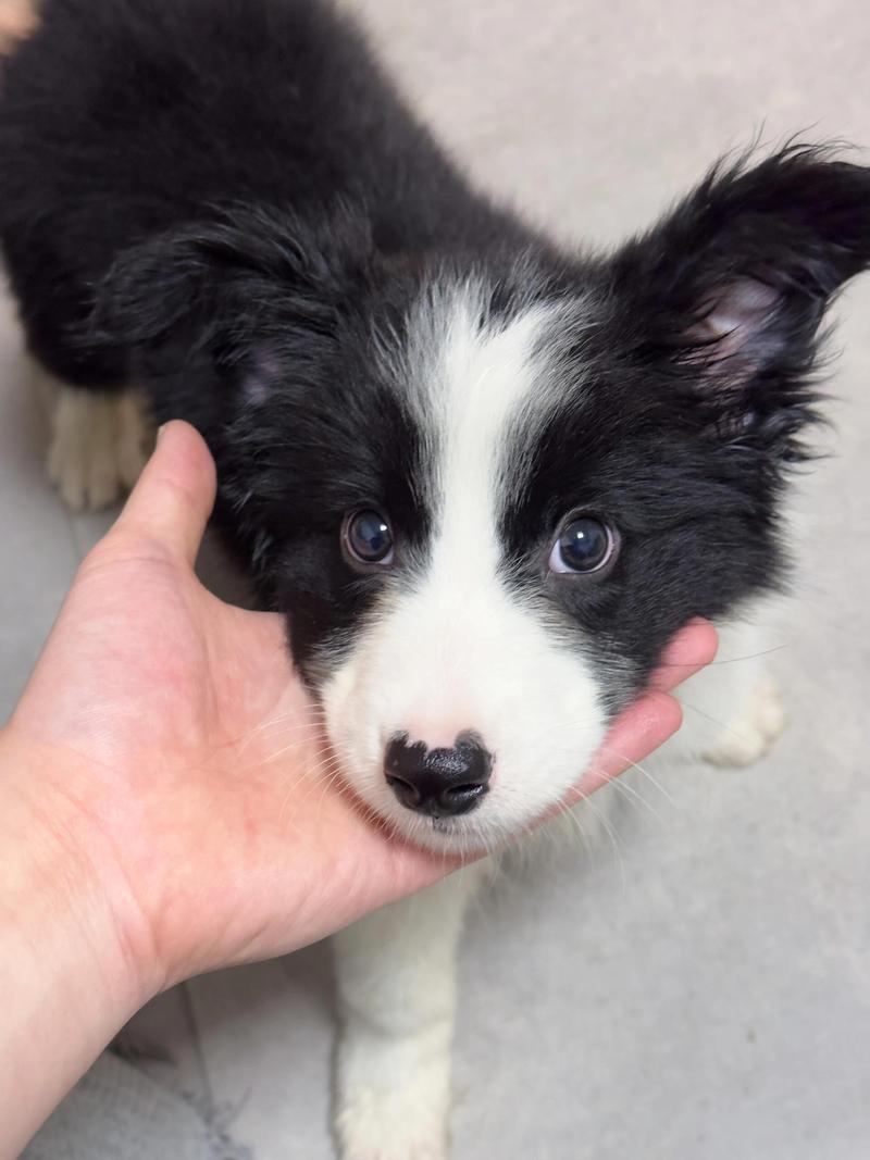 边牧幼犬可以吃烧烤吗?