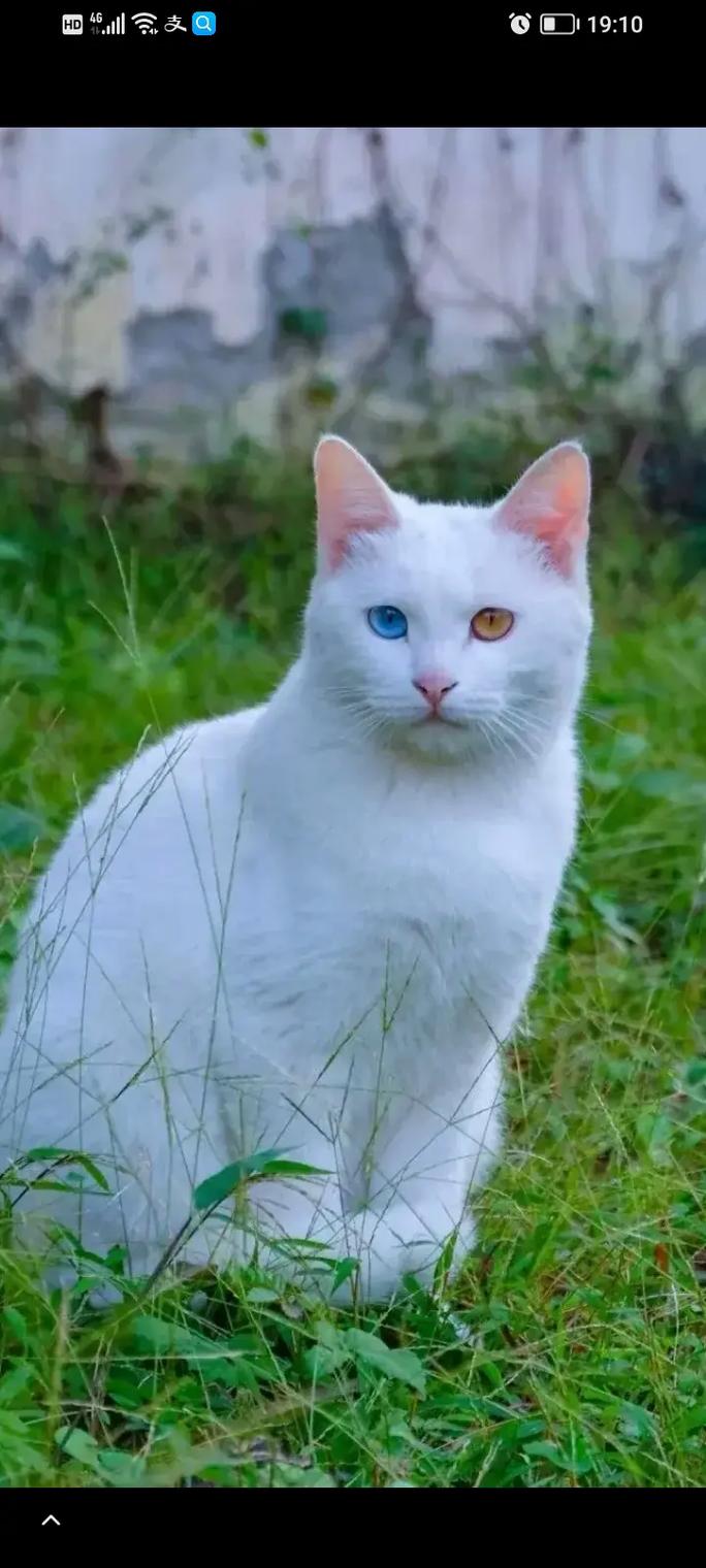 白色的猫为什么是蓝眼睛?