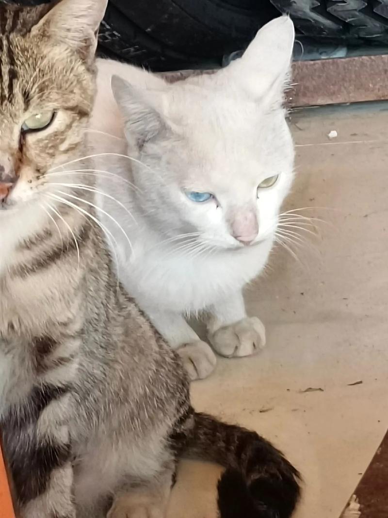 猫咪的眼睛,一只是黄的一只是蓝的,这是怎么回事?