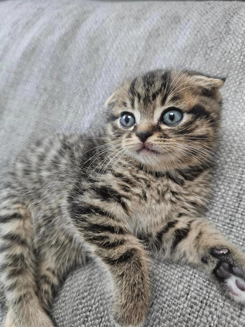 我家的小猫是中华田园猫,可为什么眼睛确是蓝色的?同一胎的其他猫眼睛...