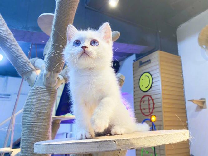 为什么猫的眼睛在夜晚是蓝色的