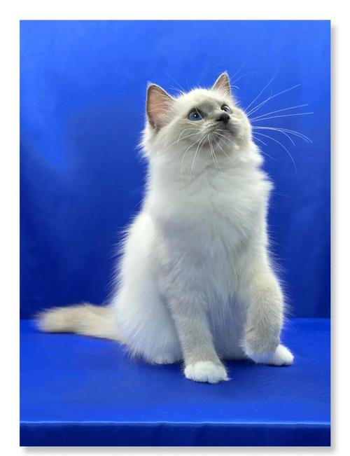 收养了一只流浪猫,黑色的长得很好看,眼睛是蓝色的跟蓝宝石一样,有人...