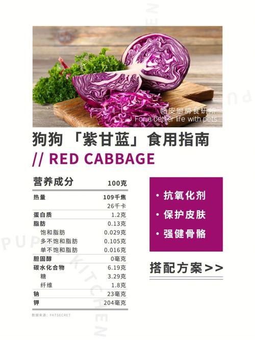 狗能吃紫甘蓝吗?